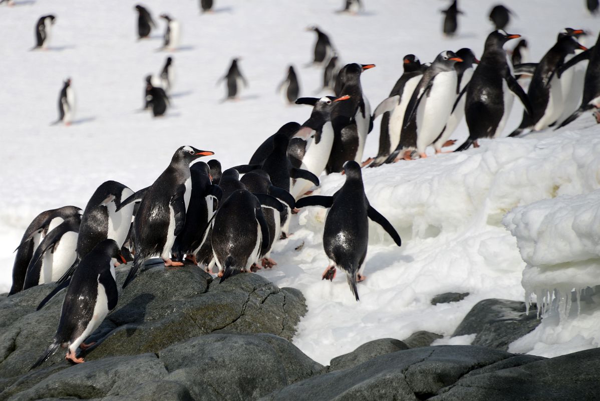 10D Gentoo Penguins Reach The Snowy Shore Of Cuverville Island On Quark Expeditions Antarctica Cruise